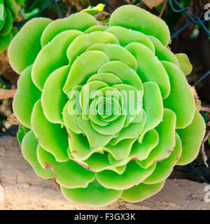 Aloe green flower closeup Stock Photo