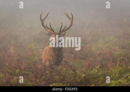 Red deer stag (Cervus elaphus) standing in a foggy field. Stock Photo