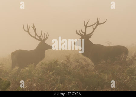 Two red deer stags (Cervus elaphus) standing in a field. Stock Photo