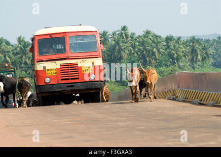 State transport bus and cattle on road ; district Ratnagiri ; Maharashtra ; India Stock Photo