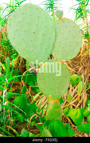 Green aloe cactus with many plants around Stock Photo
