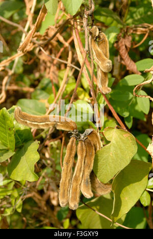 Nettle, Urtica dioica, common nettle, stinging nettle, nettle leaf, stinger, medical plant, Maharashtra, India, Asia Stock Photo