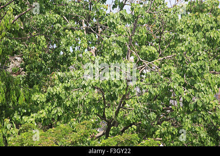 Pippal tree, peepal tree, Ficus religiosa, sacred fig, bodhi tree, pippala tree, peepul tree, ashwattha tree, India, Asia Stock Photo