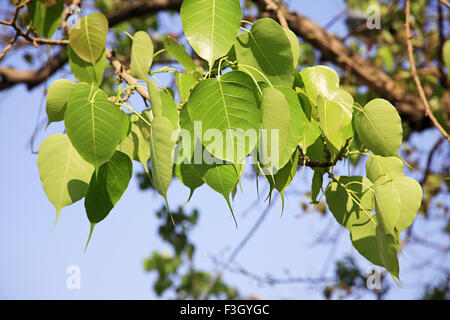 Pippal tree, peepal tree, Ficus religiosa, sacred fig, bodhi tree, pippala tree, peepul tree, ashwattha tree, India, Asia Stock Photo