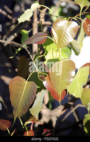 Pippal tree, peepal tree, Ficus religiosa, sacred fig, bodhi tree, pippala tree, peepul tree, ashwattha tree, India, Asia Stock Photo