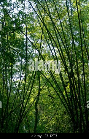Bamboo trees in Dang forest area Waghai Ahwa Dang Stock Photo
