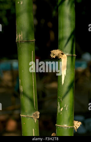 Bamboo trees in Dang forest area Waghai Ahwa Dang Stock Photo