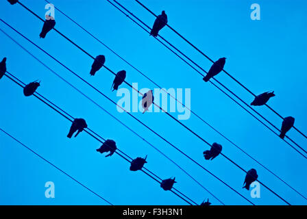 Birds sitting on electric wires tied to a street light at Rajkot ; Gujarat ; India Stock Photo