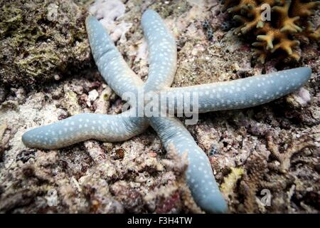Blue starfish on coral reef (Linckia laevigata), Raja Ampat, West Papua, Indonesia Stock Photo