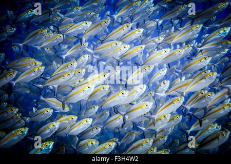 Shoal of doubleline fusilier fish (pterocaesio digramma), Sumbawa, Indonesia Stock Photo