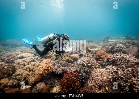 A scuba diver conducts a scientific survey on a coral reef, Raja Ampat, West Papua, Indonesia Stock Photo