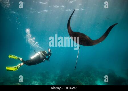 Scuba diver photographing a swimming Manta Ray (Manta Alfredi), Raja Ampat, West Papua, Indonesia Stock Photo