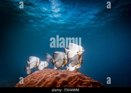 Shoal of Longfin Batfish (spadefish) Platax teira above a coral, Bali, Indonesia Stock Photo