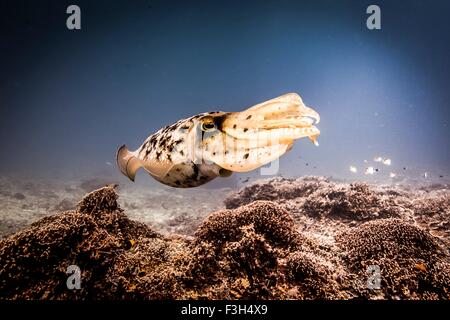 Broadclub cuttlefish (Sepia latimanus) swimming over coral reef, Lombok, Indonesia Stock Photo