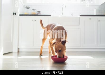 Front view of tan coloured dog in kitchen eating from red bowl Stock Photo