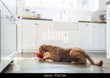 Side view of tan coloured dog lying in kitchen eating from red bowl Stock Photo