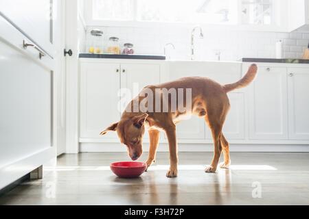 Side view of tan coloured dog standing in kitchen eating from red bowl Stock Photo