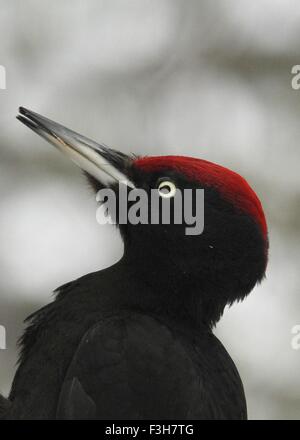 Male Black Woodpecker, Dryocopus martius, in Posio, Finland. Stock Photo