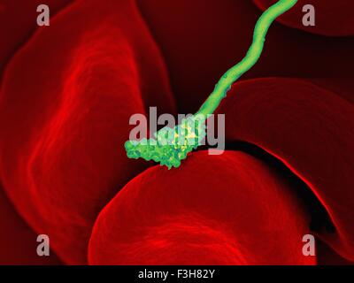 SEM Borrelia hermsii bacterium red blood cells