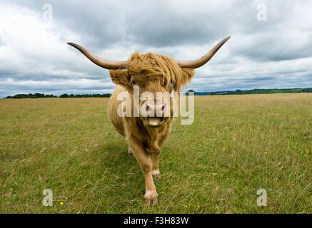 Front view of Highland Cow (Bos Taurus) looking at camera, sticking tongue out Stock Photo