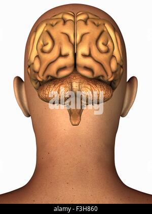Anatomical illustration of the human brain in posterior view superimposed on a head Stock Photo