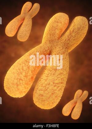 X and Y chromosomes, illustration Stock Photo - Alamy