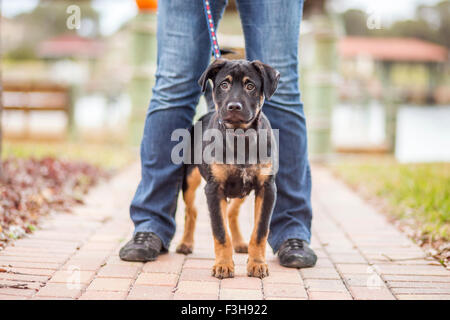 Adorable mixed black and tan puppy staying outside being curious Stock Photo