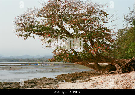Trees grow along a reef along the coast in West Java, Indonesia in September 2015. Stock Photo