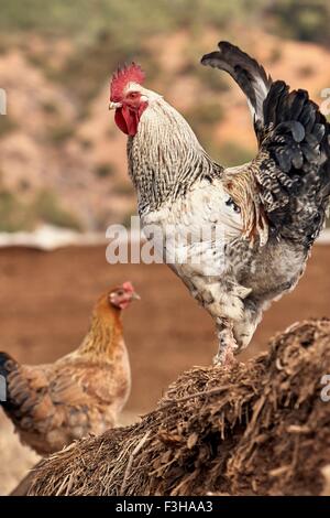 Portrait of rooster and hen, Lugu Lake, Yunnan, China Stock Photo