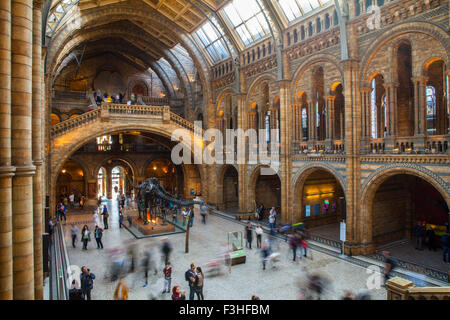 LONDON, UK - OCTOBER 1ST 2015: An interior view of the magnificent Natural History Museum in London, on 1st October 2015. Stock Photo