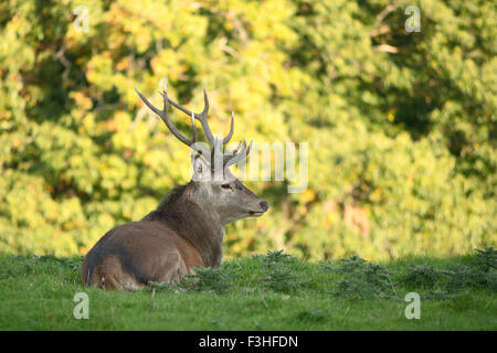 Irish Red deer stag or Cervus Elaphus resting during the deer rutting season looking out of frame, Killarney National Park, County Kerry, Ireland Stock Photo