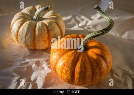 Decorative mini pumpkins or gourds on a crinkled paper background. Stock Photo