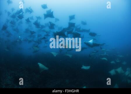 Shoal of Cownose Rays (Rhinoptera Bonasus) Cabo Catoche, Quintana Roo, Mexico Stock Photo