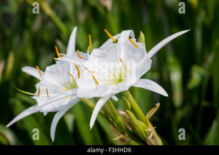 Cahaba Lily (Hymenocallis coronaria) blooms in the Cahaba River National Wildlife Refuge  near West Blocton, Alabama Stock Photo