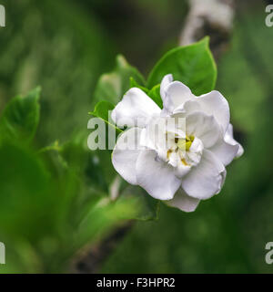 National flower of Cuba - La Mariposa (butterfly jasmine) Stock Photo