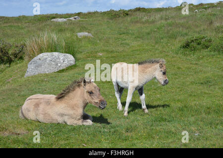 Two foals.  Dartmoor ponies in Dartmoor National Park, Devon, England Stock Photo