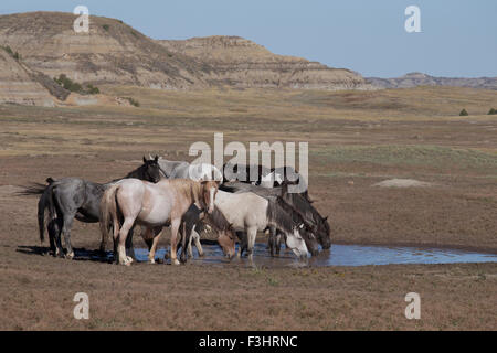Feral (Wild) Horse, Theodore Roosevelt National Park, Thunder Cloud with his band at a watering hole Stock Photo