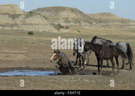 Feral (Wild) Horse, Theodore Roosevelt National Park, Mare taking a mud bath Stock Photo