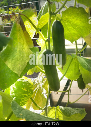 CUCUMBERS Organic 'Socrates'(Cucumis sativus 'Socrates') cucumbers growing on a supporting frame in a sunlit domestic greenhouse Stock Photo
