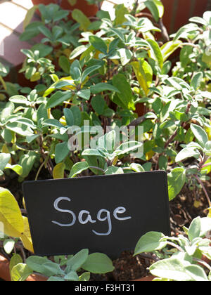 Salvia officinalis (sage, also called garden sage, or common sage) is a perennial, evergreen subshrub, with woody stems, Stock Photo