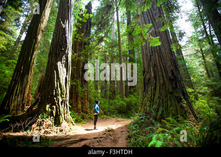 A hiker stands amongst giant Redwood Trees while visiting Stout Grove, Jedediah Smith Redwoods State Park. Stock Photo
