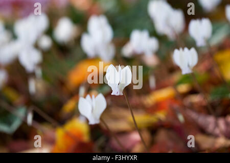 White cyclamen hederifolium in autumn leaf litter.