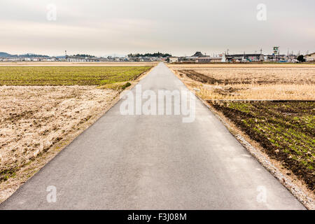 Japanese farming. Rows of young rice stalks growing in water logged paddy fields with road between them under grey sky. Azuchi town on horizon. Stock Photo