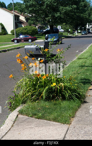 Mailbox in Pennsylvania covered in yellow flowers Stock Photo