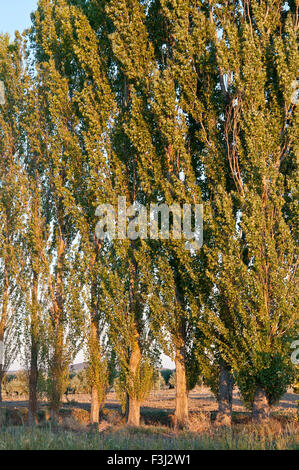 Row of Black poplar in an agricultural landscape in Ciudad Real Province, Spain Stock Photo