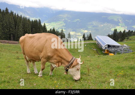 Cows graze alongside the ski lifts high up in the Austrian Alps farm belonging to the Hauser family. PICTURE: Chris McCullough Stock Photo