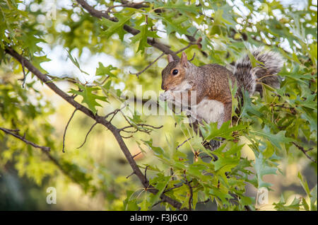 Grey Squirrel in Central Park New York Stock Photo