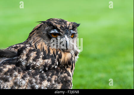 European Eagle-owl (Bubo bubo) screeching Dartmoor, England, Great Britain, United Kingdom, Europe Stock Photo