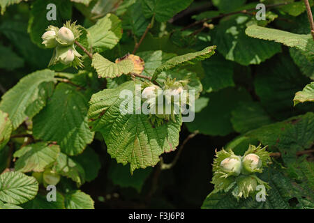Hazel, Corylus avellana, nuts maturing on wild trees in summer, August, Berkshire Stock Photo