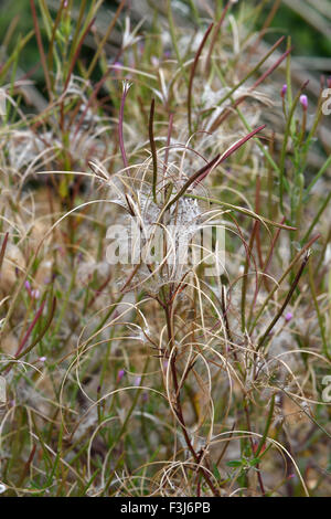 Broad-leaved willowherb, Epilobium montanum, seedpods opening to disperse seeds, Berkshire, August Stock Photo